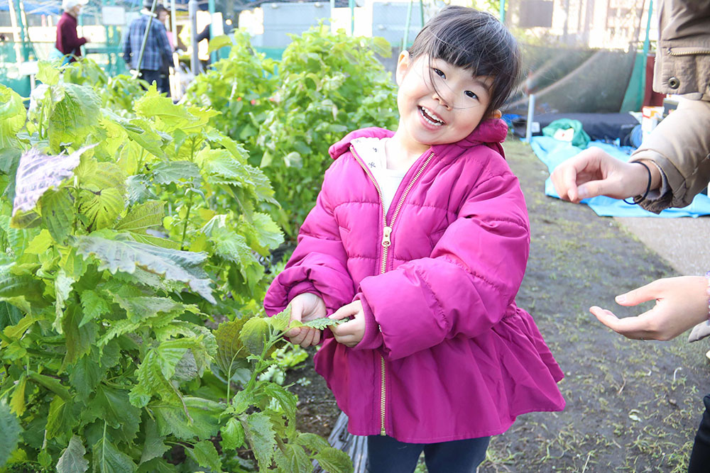 大葉を収穫する子どもの画像