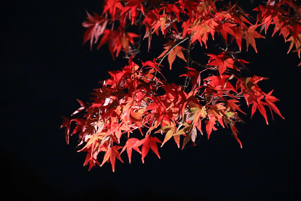 ライトアップされたモミジのアップの画像