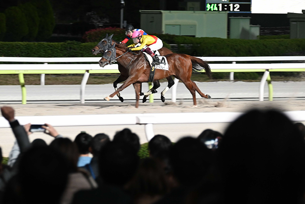 競走馬の画像