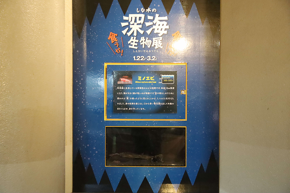 深海生物展の小さい水槽の画像