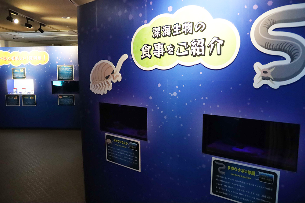 採餌エリア広めの画像
