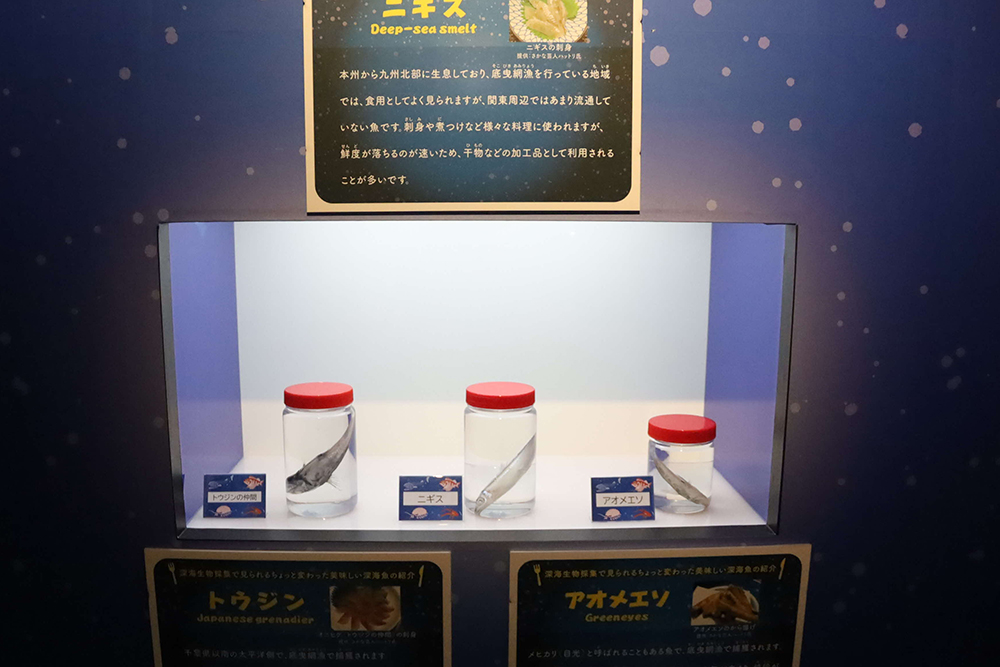 食事エリアで展示されている標本の画像