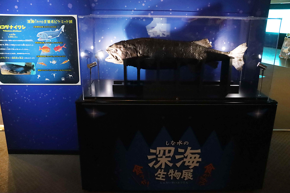 ヨコヅナイワシ標本展示の画像