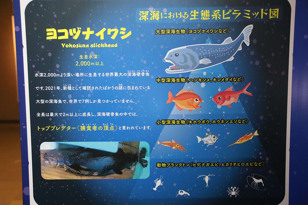 ヨコヅナイワシの説明パネルの画像