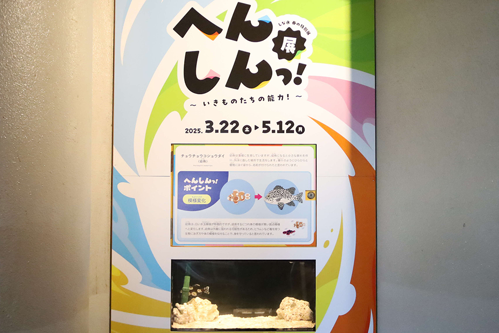 水族館入り口にある企画展の水槽の画像