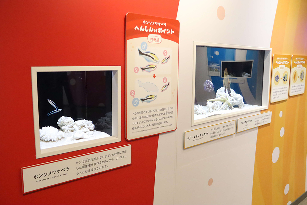 展示されている生き物と説明パネルの画像