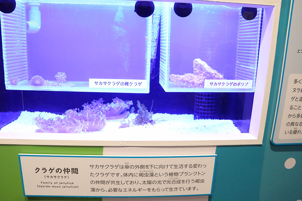 展示されている生き物と説明パネルの画像