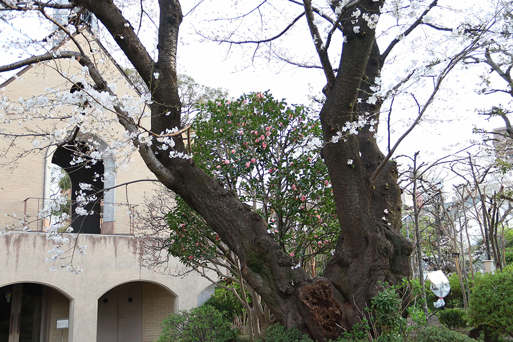 桜と鐘楼の画像