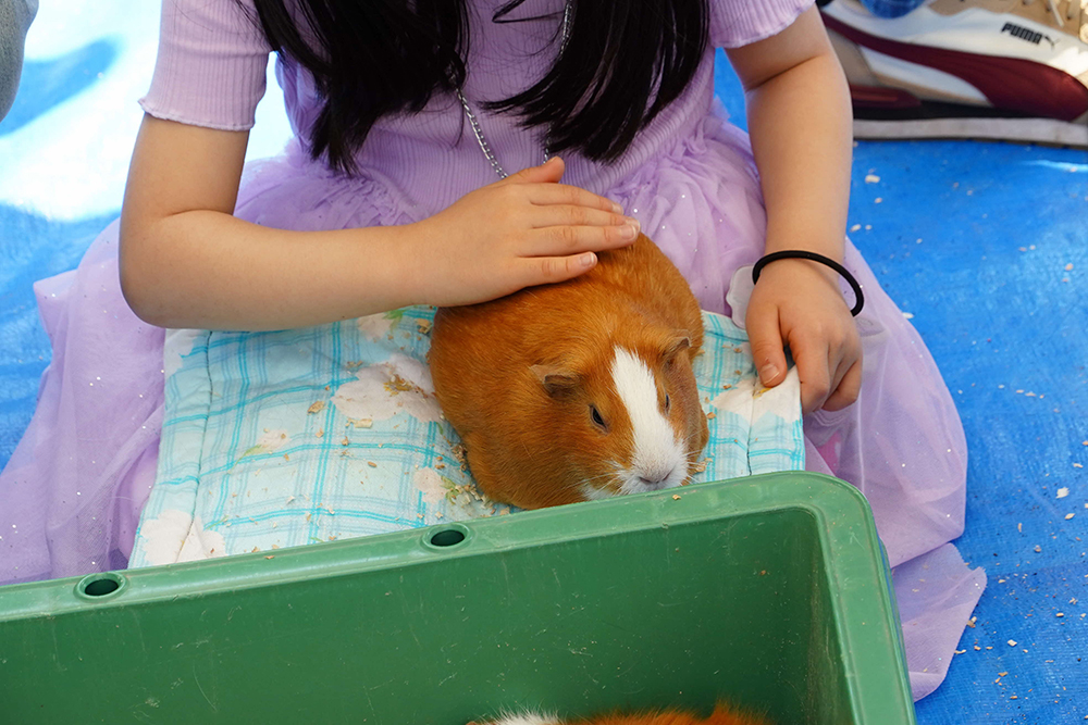 ふれあい動物園のモルモットの写真
