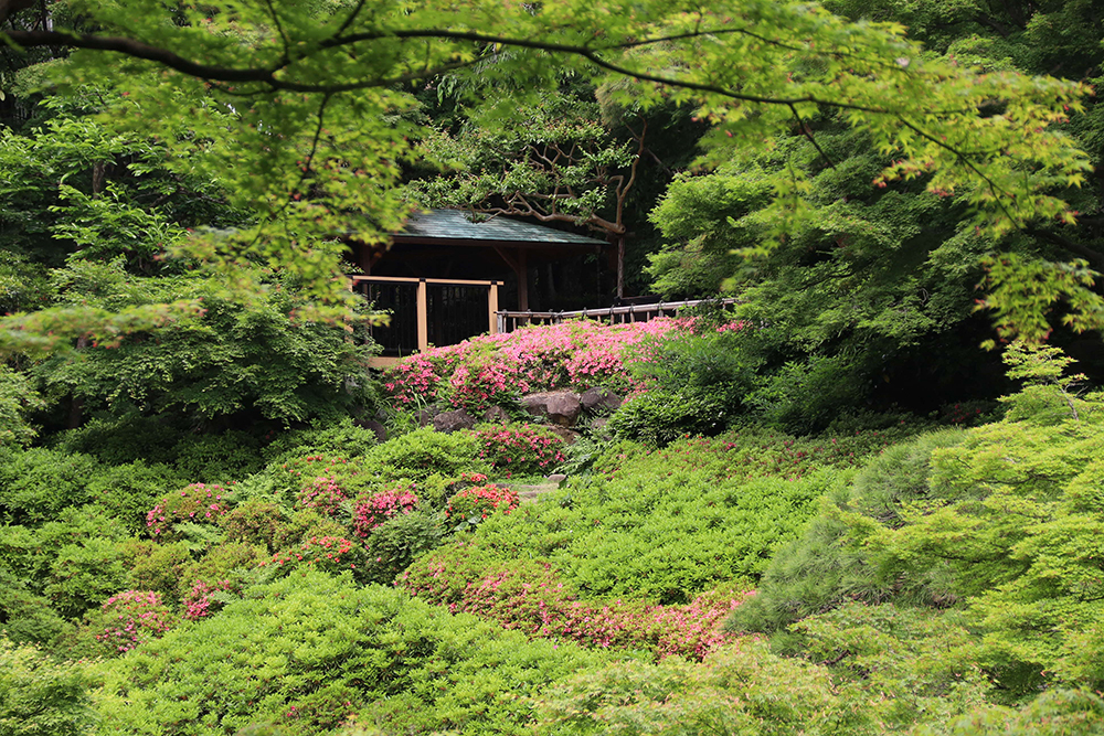 サツキと東屋の画像