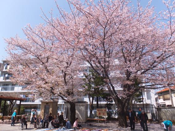 森下児童遊園の桜