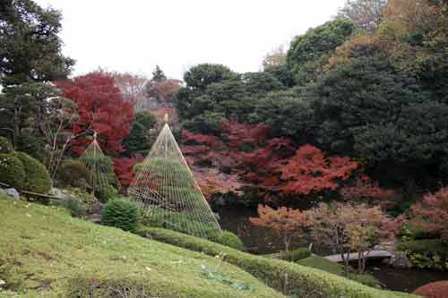 池田山公園で松の雪吊り、ソテツの冬囲い