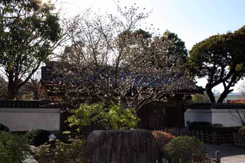 戸越公園でヒマラヤザクラが開花