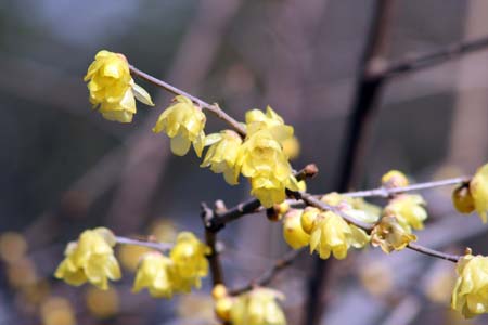 しながわ区民公園の梅林でロウ梅が開花