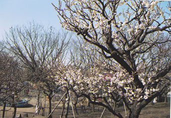 梅山画像