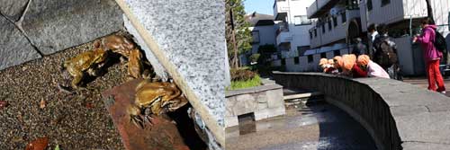 立会川緑道に一月早くカエルの歌