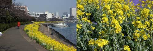 しながわ花海道画像