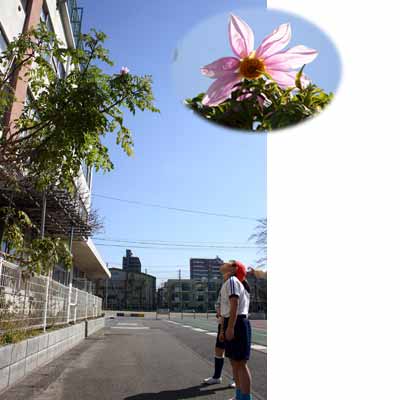 皇帝ダリアが開花(品川小)