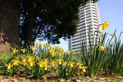 しながわ中央公園　西洋スイセンが開花