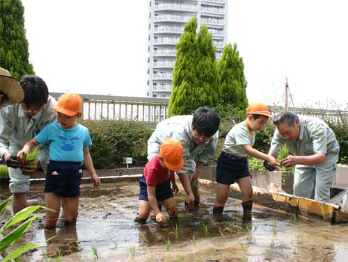 区役所屋上田植え