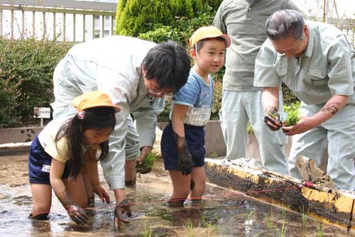 屋上田植え