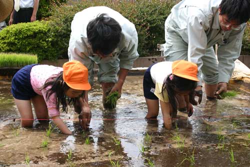 屋上田植え