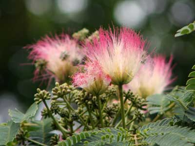 「ねむの木の庭」にネムノキの花が開花