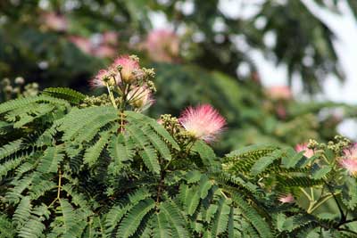 「ねむの木の庭」にネムノキの花が開花