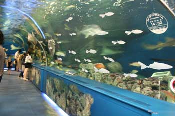 しながわ水族館 STOPレジ袋キャンペーン(トンネル水槽)
