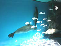 しながわ水族館 STOPレジ袋キャンペーン(アザラシ館)
