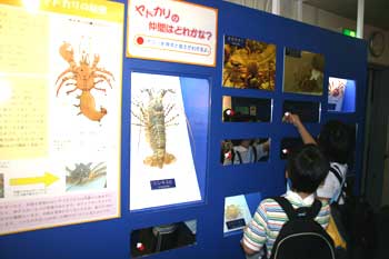 しながわ水族館　夏の特別展示