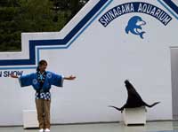 しながわ水族館　盆踊りアシカショー