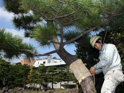 区民公園で松のこも巻き