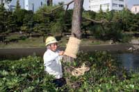 区民公園で松のこも巻き