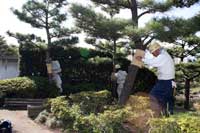 区民公園で松のこも巻き