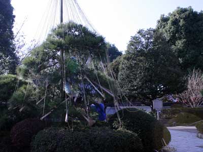 戸越公園で松の雪つり