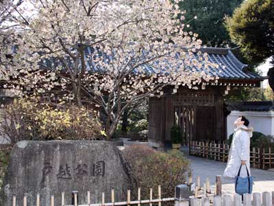戸越公園 ヒマラヤザクラ