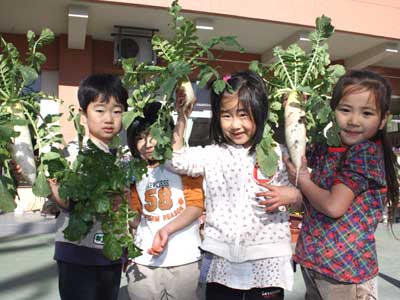 城南幼稚園　大根を収穫