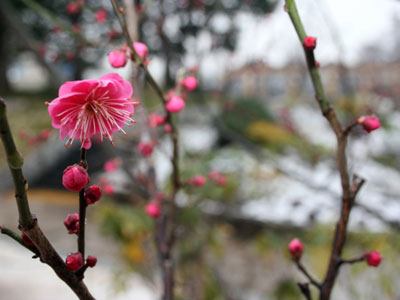 しながわ中央公園で紅梅が開花