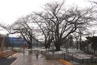 しながわ中央公園で紅梅が開花