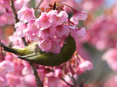 寒緋桜が見ごろ