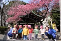 寒緋桜が見ごろ