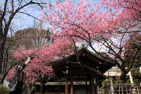 寒緋桜が見ごろ