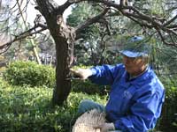 こもはずし(戸越公園)3