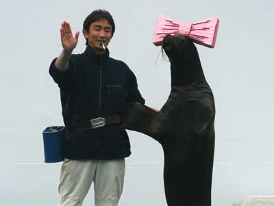 しながわ水族館　ホワイトデー・アシカショー