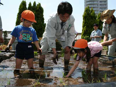 区役所屋上で田植え1