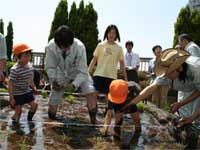 区役所屋上で田植え2