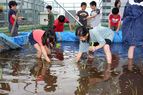 08清水台小田植え000