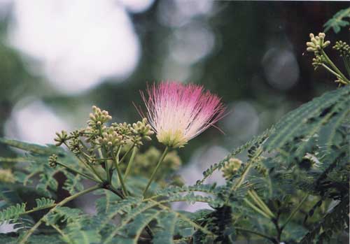 ねむの花1