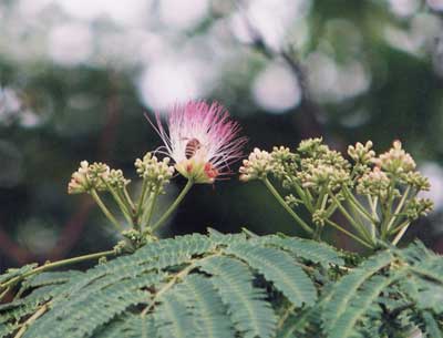 ねむの花2